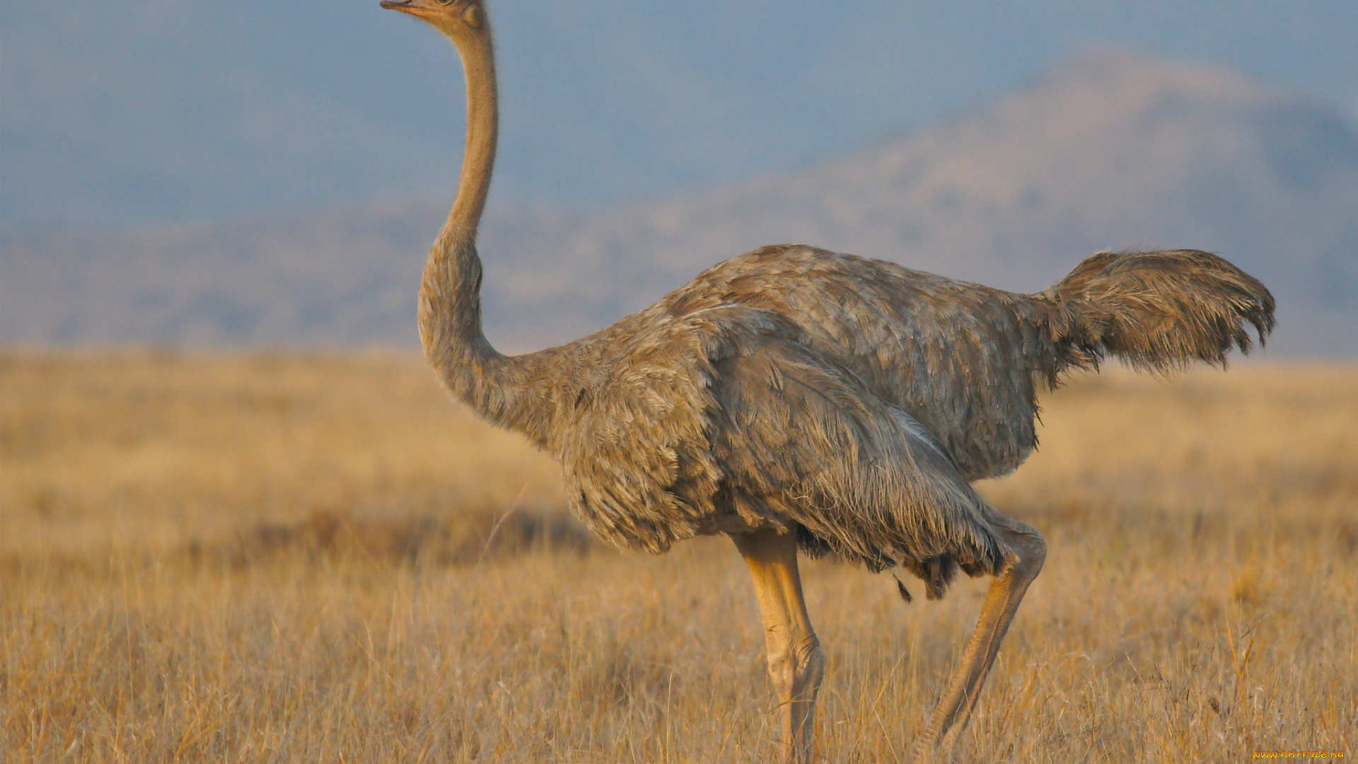 животные, страусы, птичка