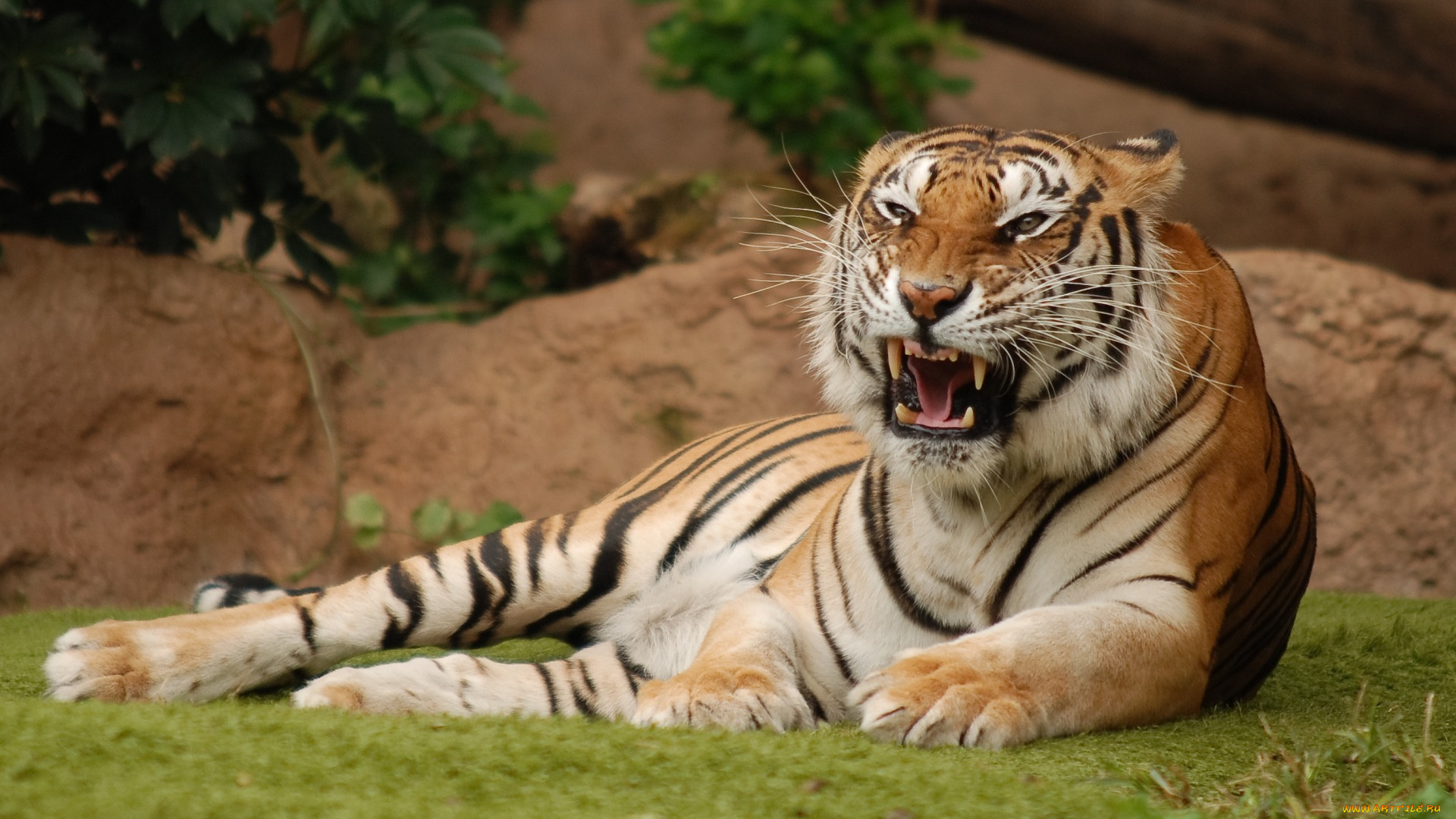 животные, тигры, оскал, растения
