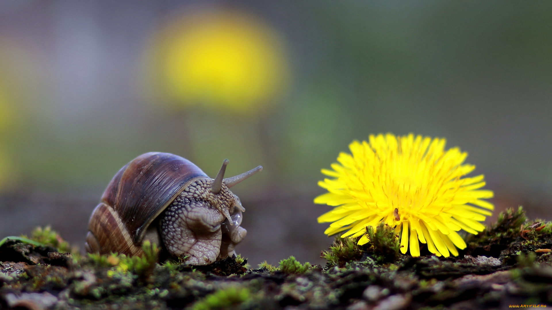 животные, улитки, мох, макро, фон, улитка, одуванчик