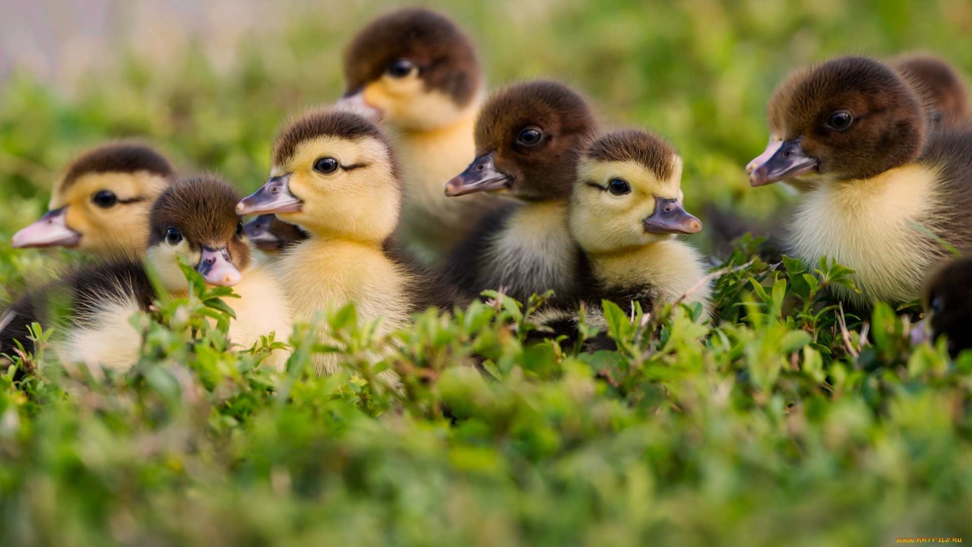 животные, утки, трава, малыши, утята, птенцы