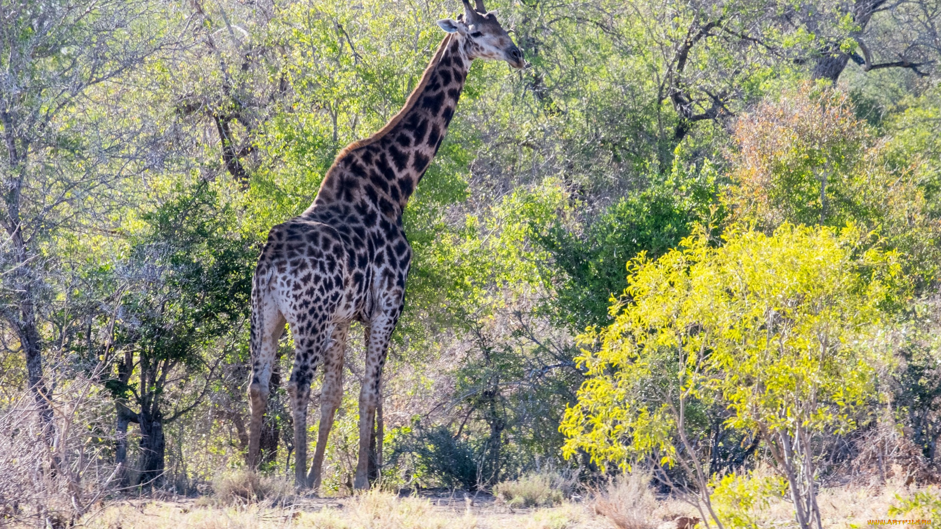 животные, жирафы, растения