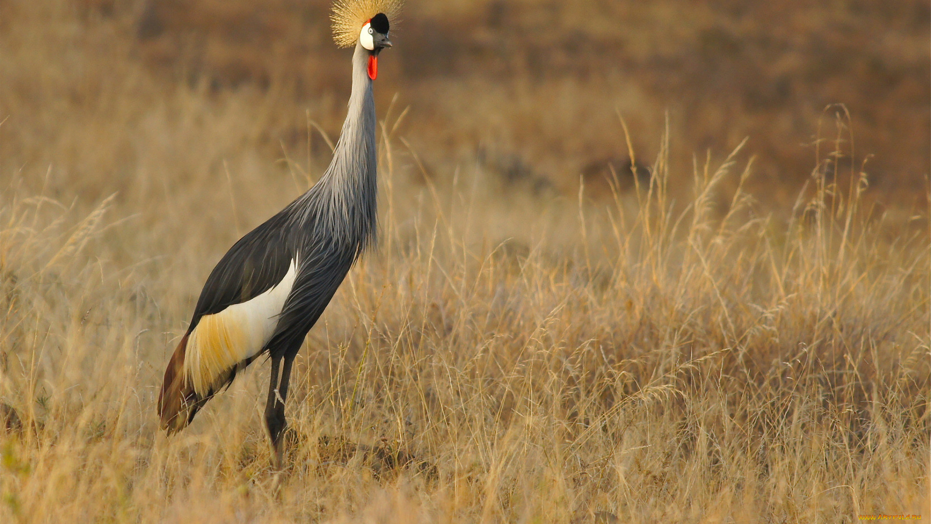 животные, журавли, птичка
