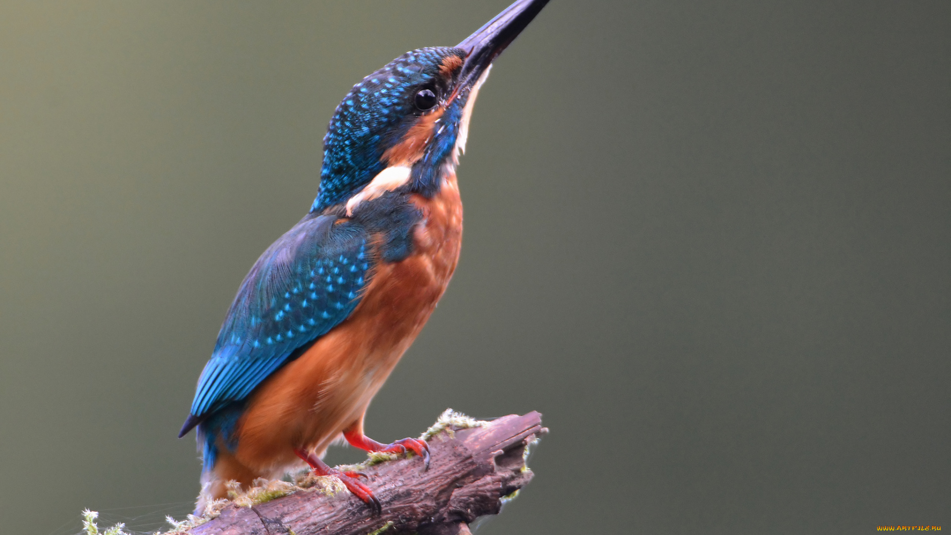 животные, зимородки, птичка