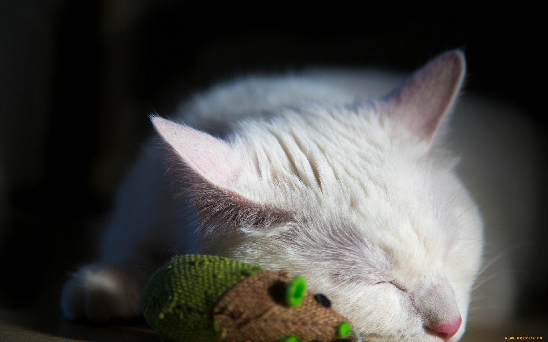 животные, коты, белый, цвет