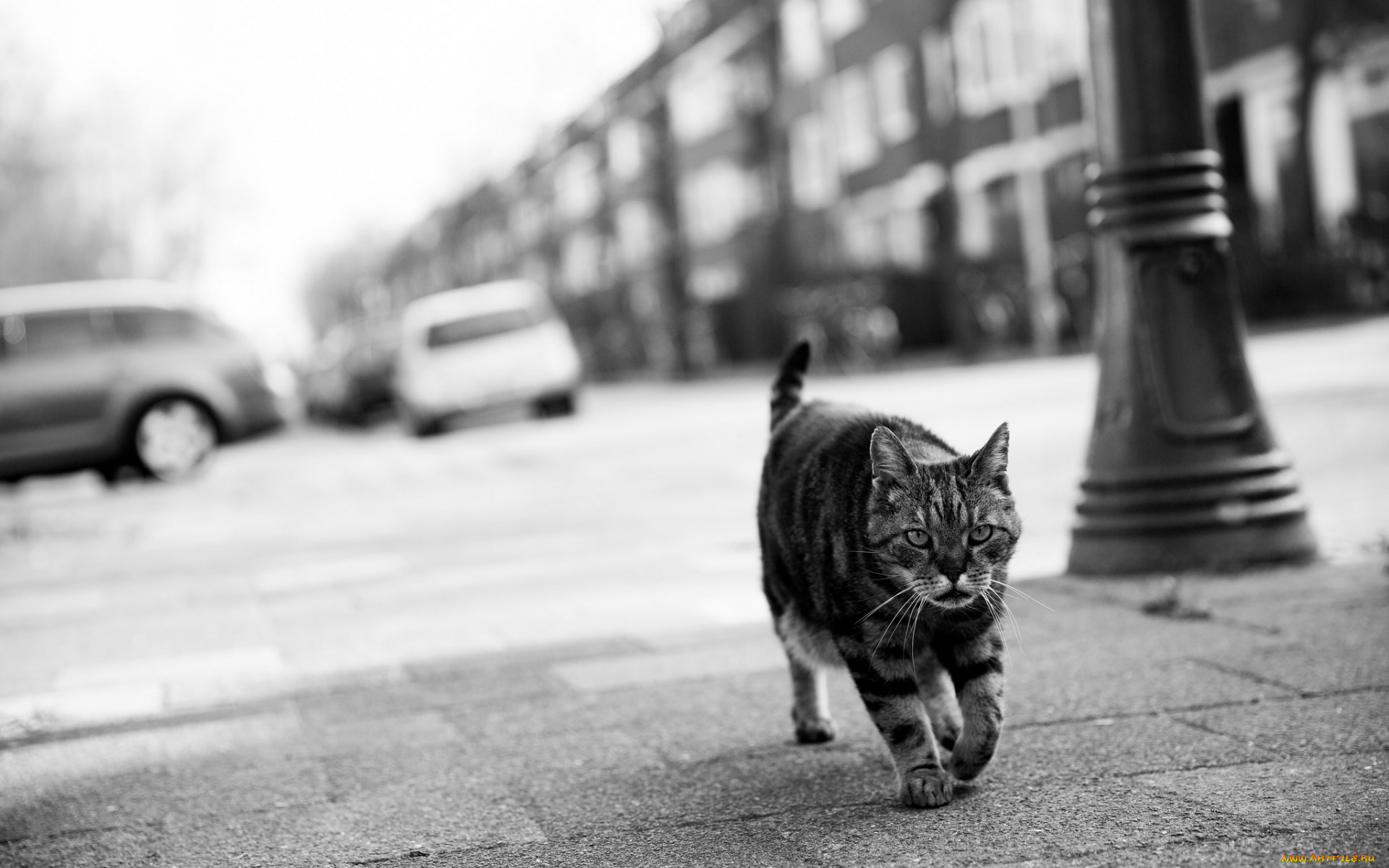 животные, коты, черно-белое, фото