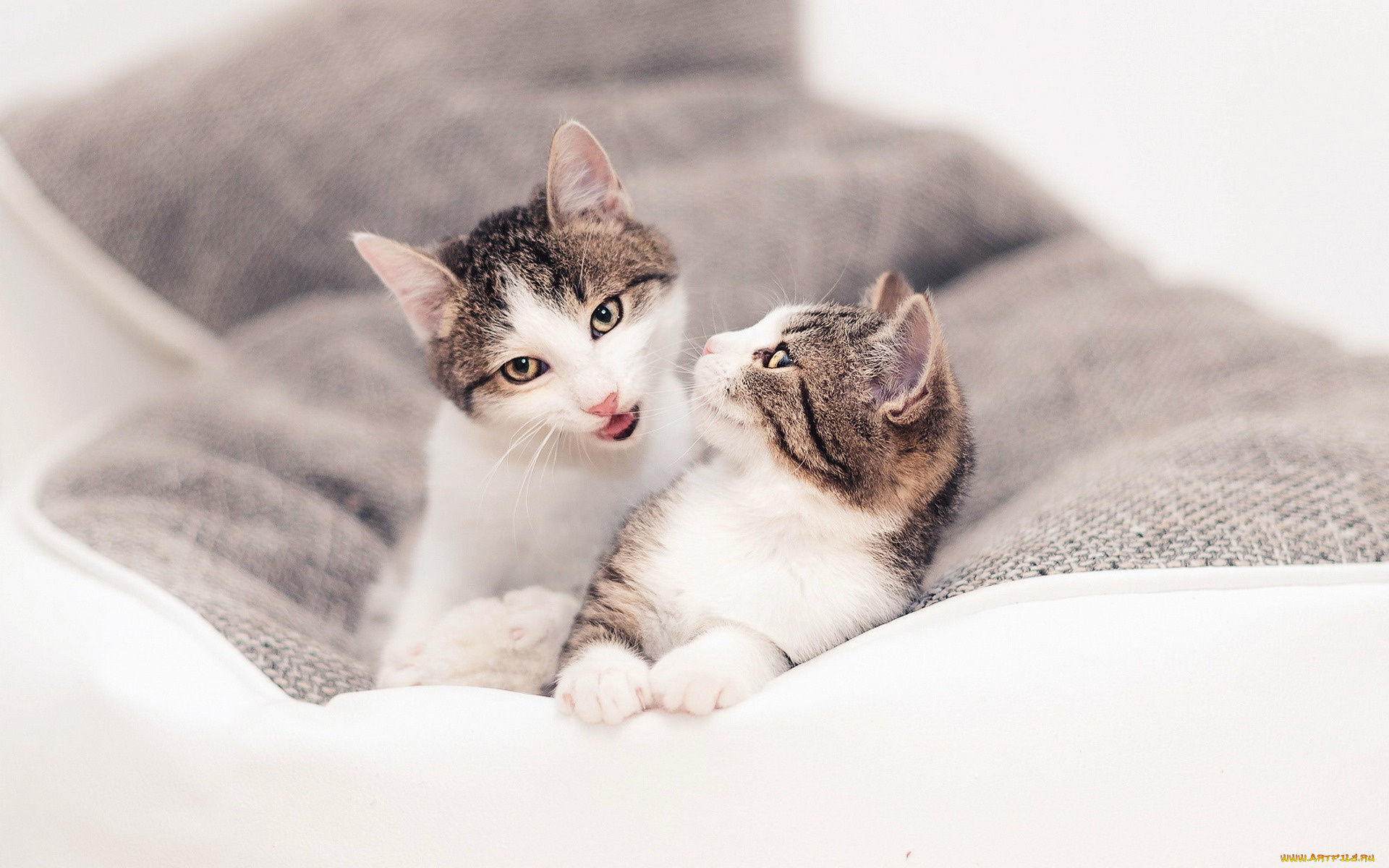 животные, коты, двое