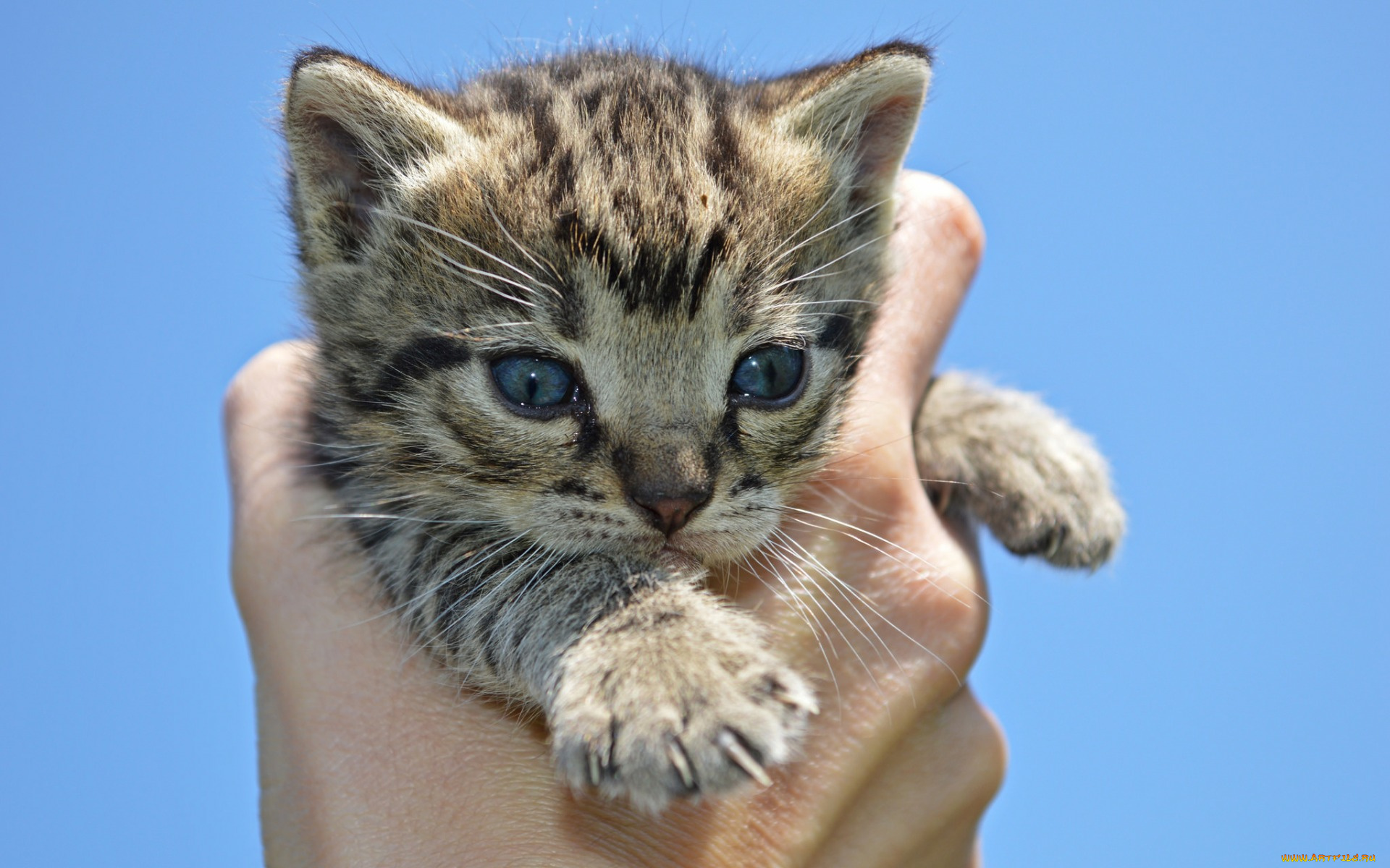 животные, коты, котенок, рука