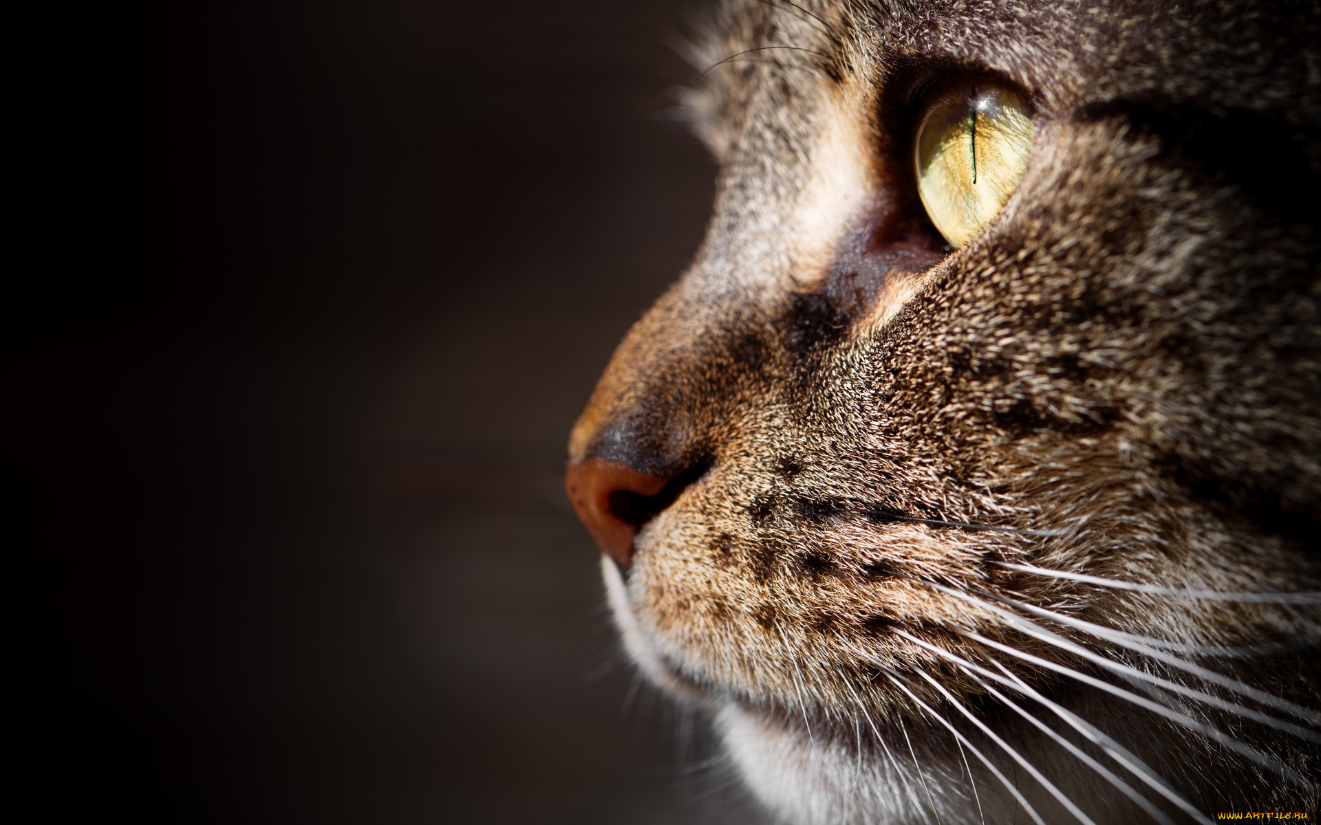 животные, коты, морда, анфас