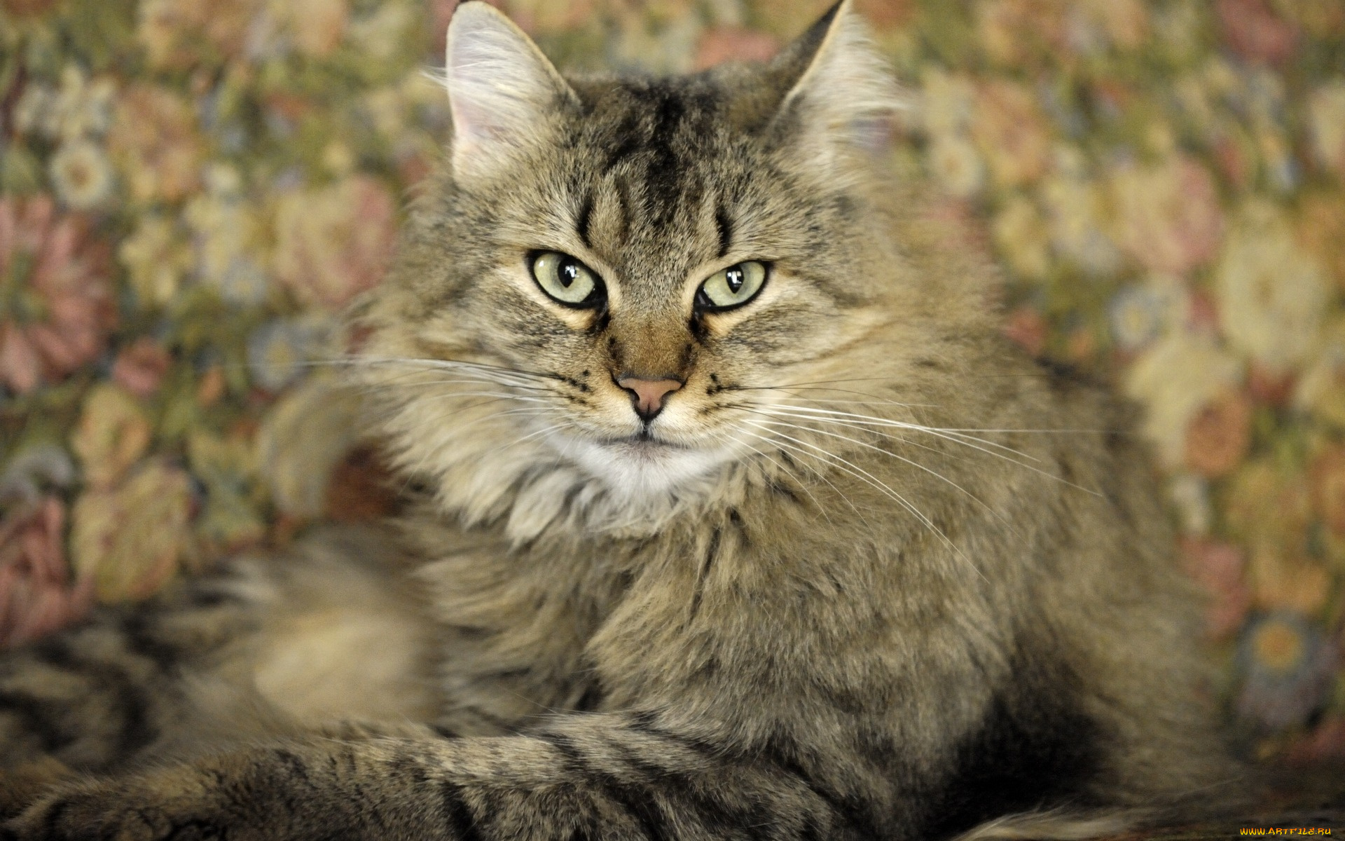 животные, коты, морда, взгляд