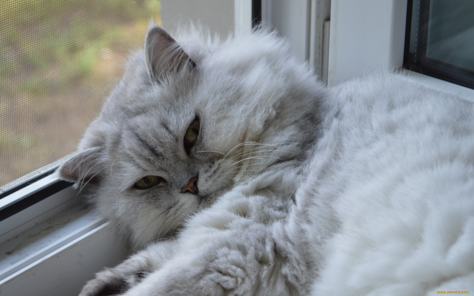 животные, коты, взгляд