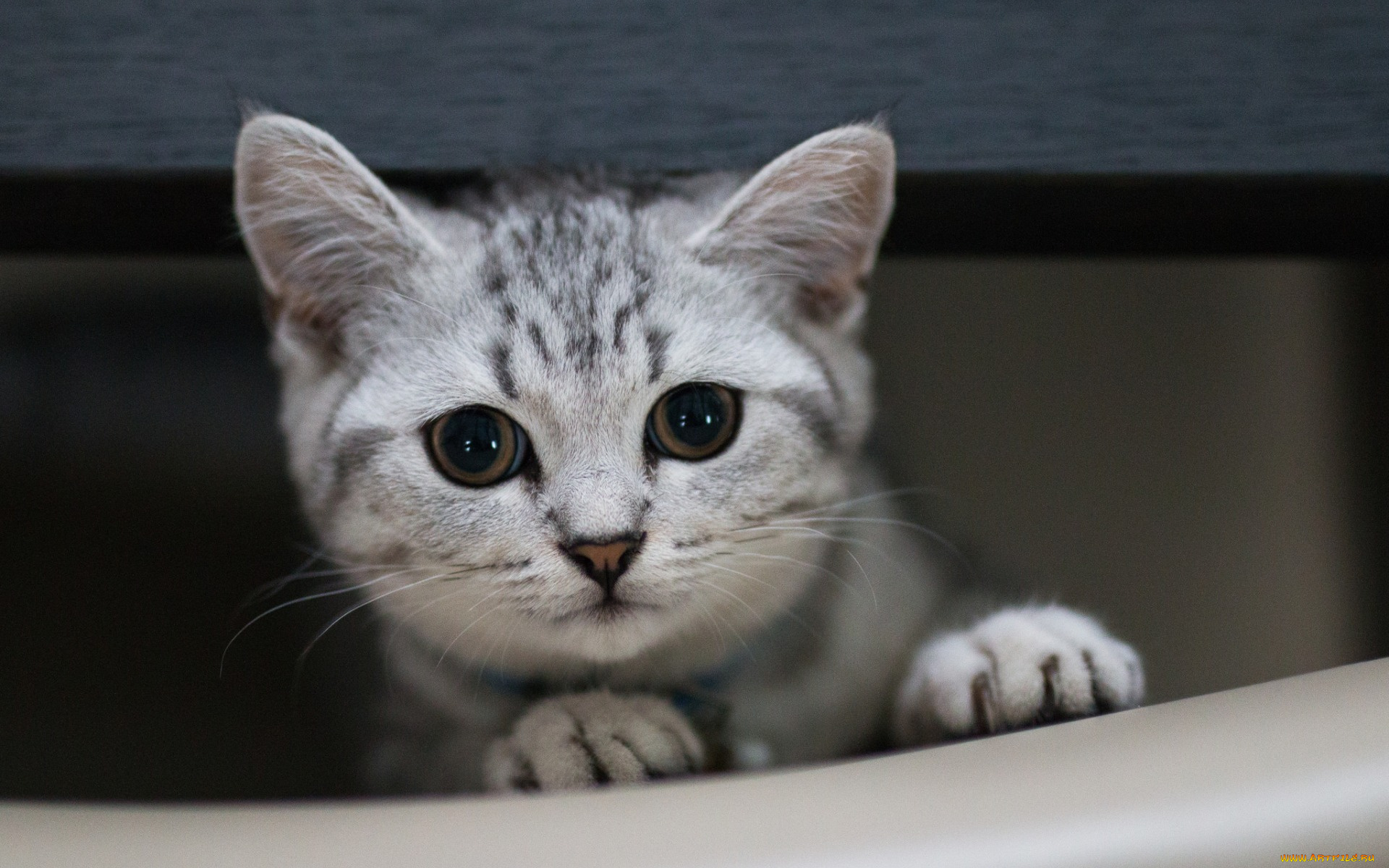 животные, коты, взгляд, морда