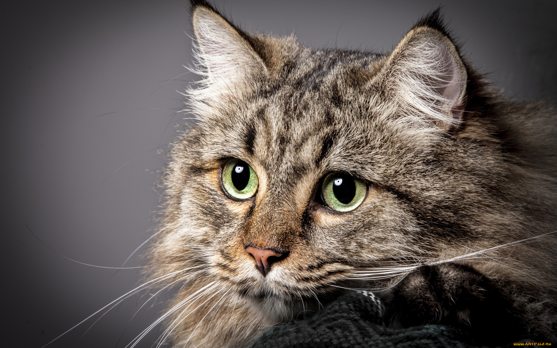 животные, коты, взгляд, морда