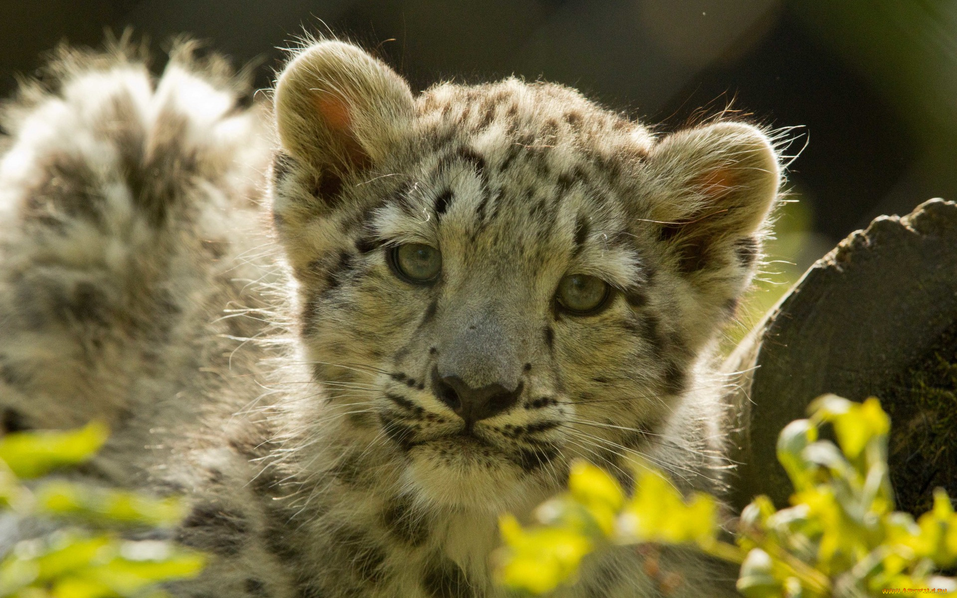 животные, леопарды, взгляд, морда