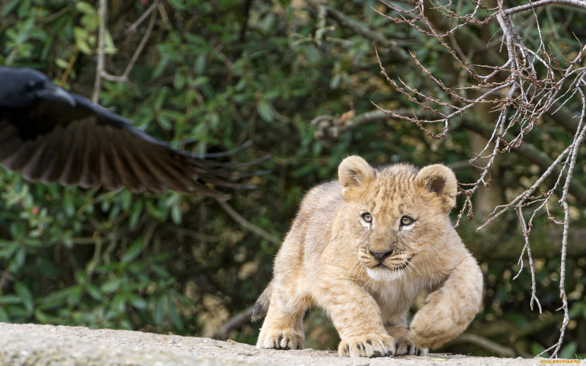 животные, львы, детеныш, птица, растения