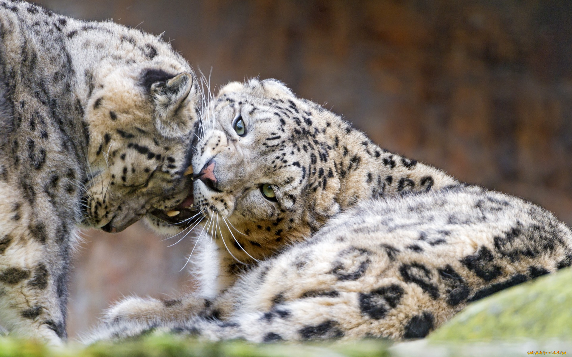 животные, снежный, барс, , ирбис, морда, двое