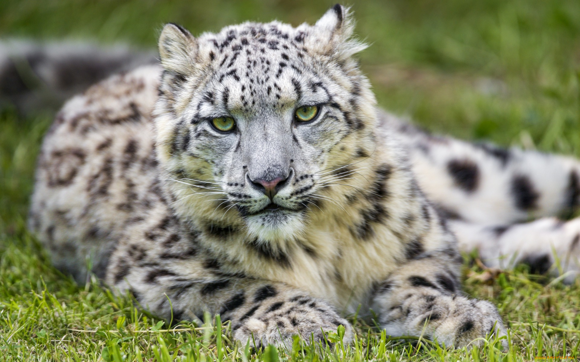 животные, снежный, барс, , ирбис, взгляд