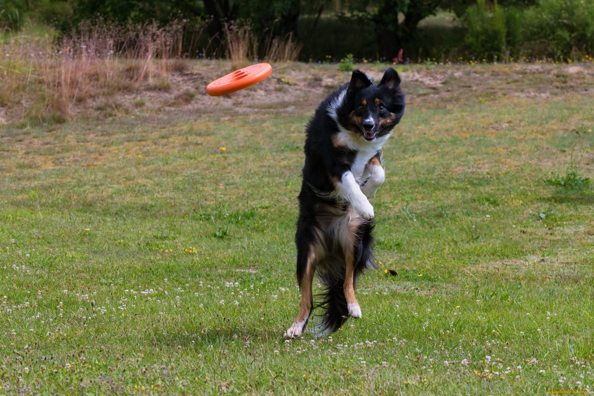 животные, собаки, прыжок, тарелка, растения