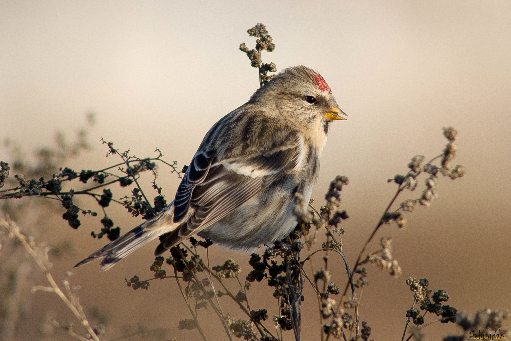 животные, птицы, птичка