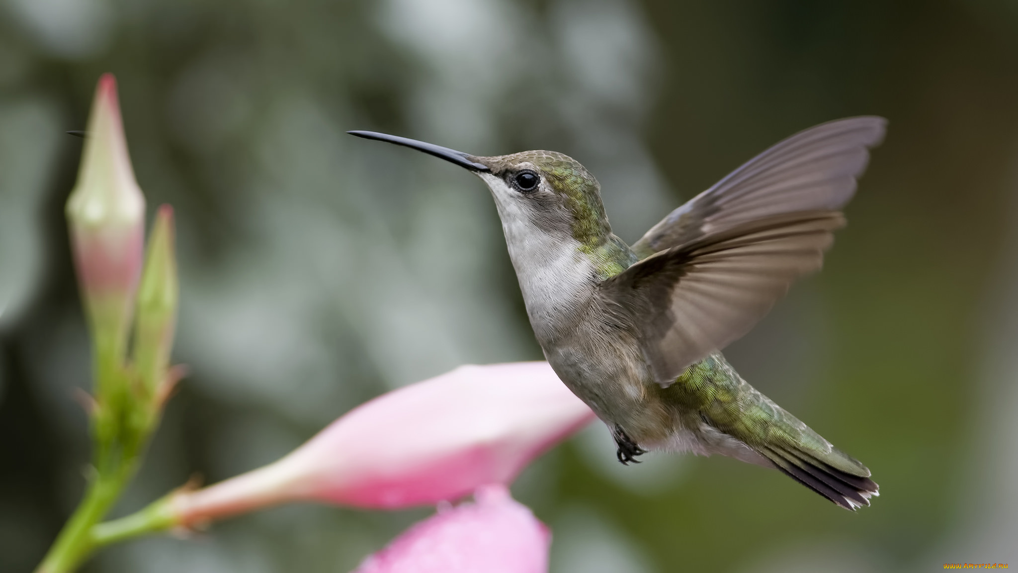 животные, колибри, птичка