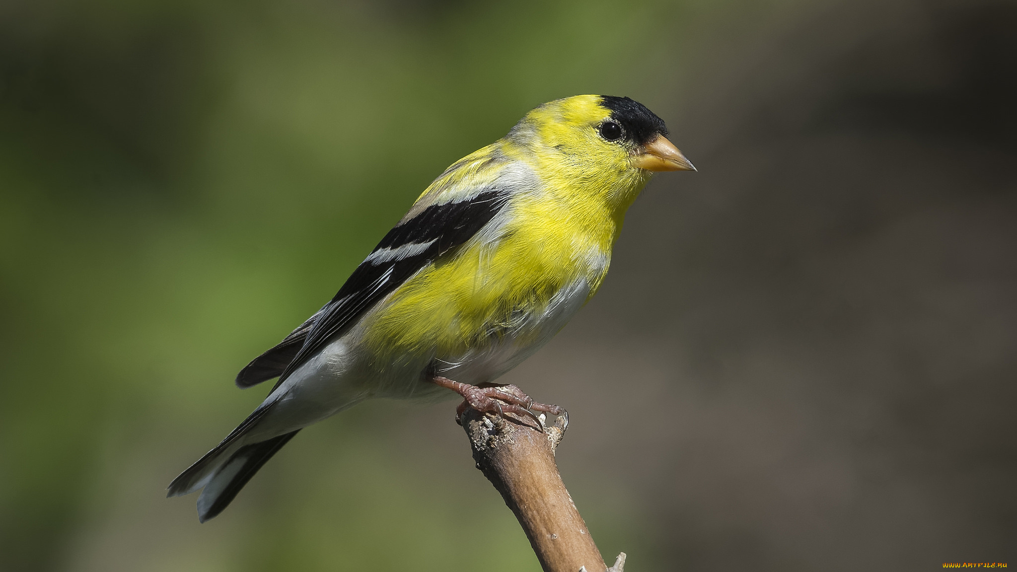 животные, птицы, птичка