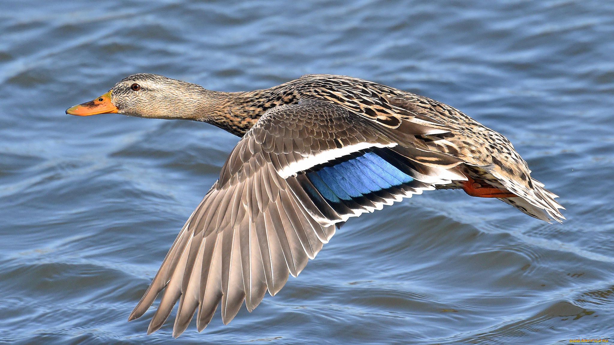 животные, утки, птичка