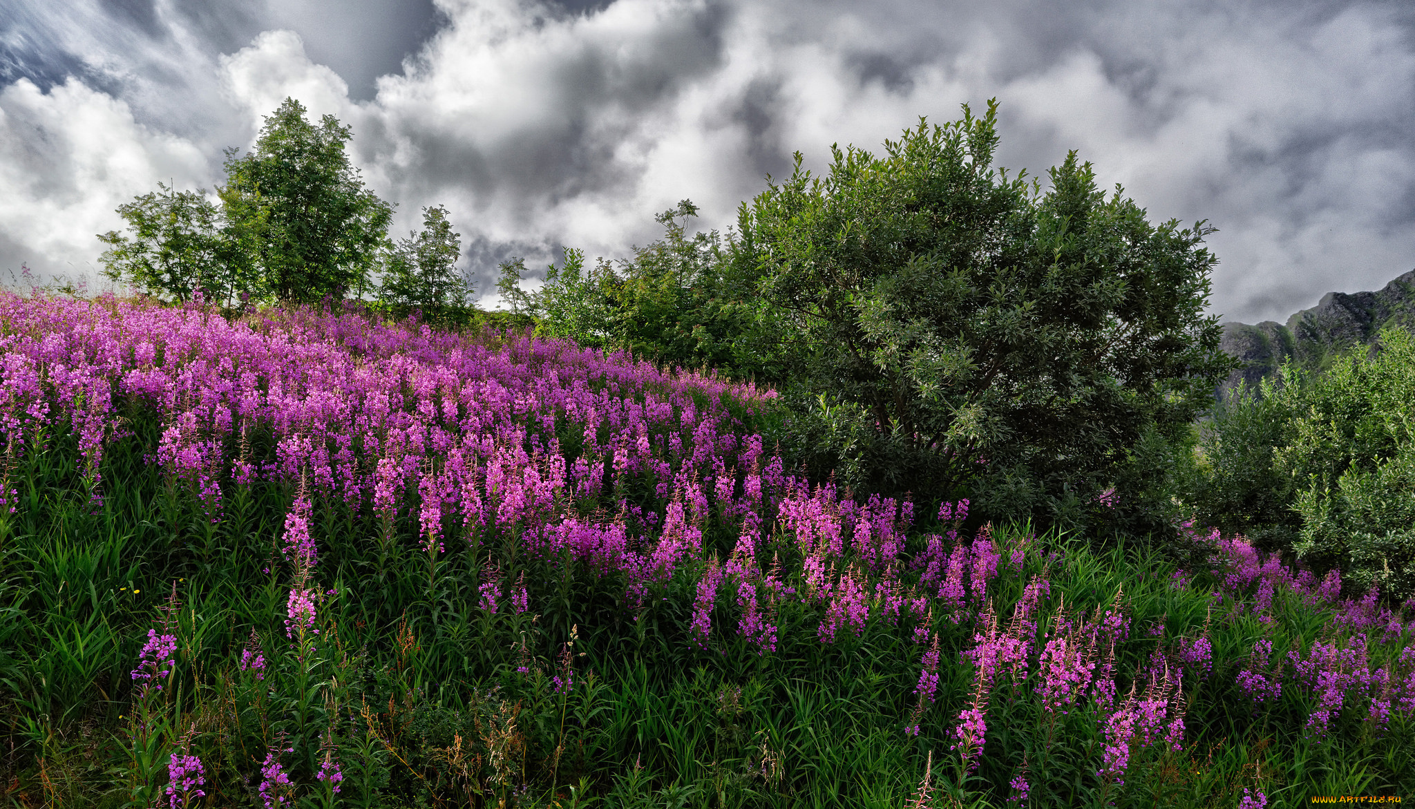 природа, луга, простор