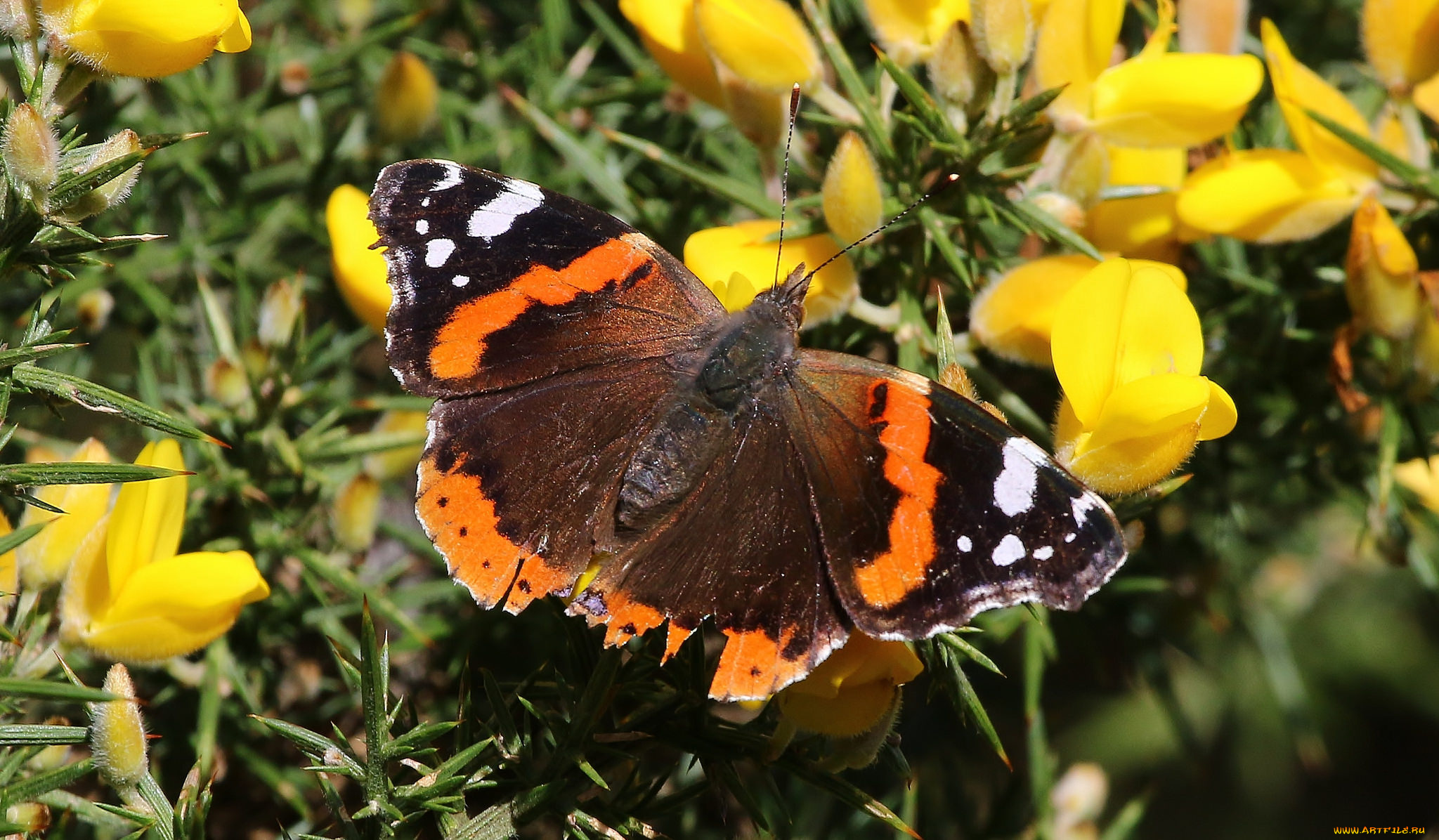 животные, бабочки, , мотыльки, , моли, бабочка