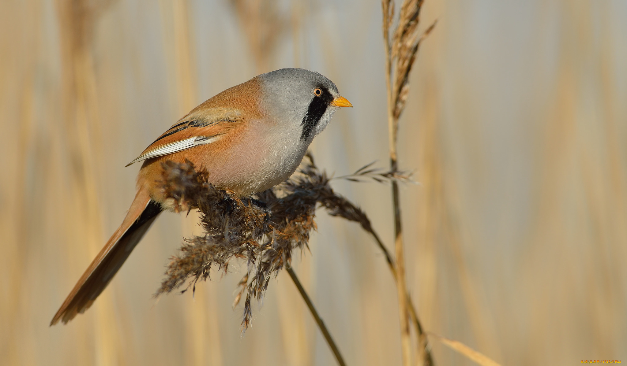 животные, птицы, птичка