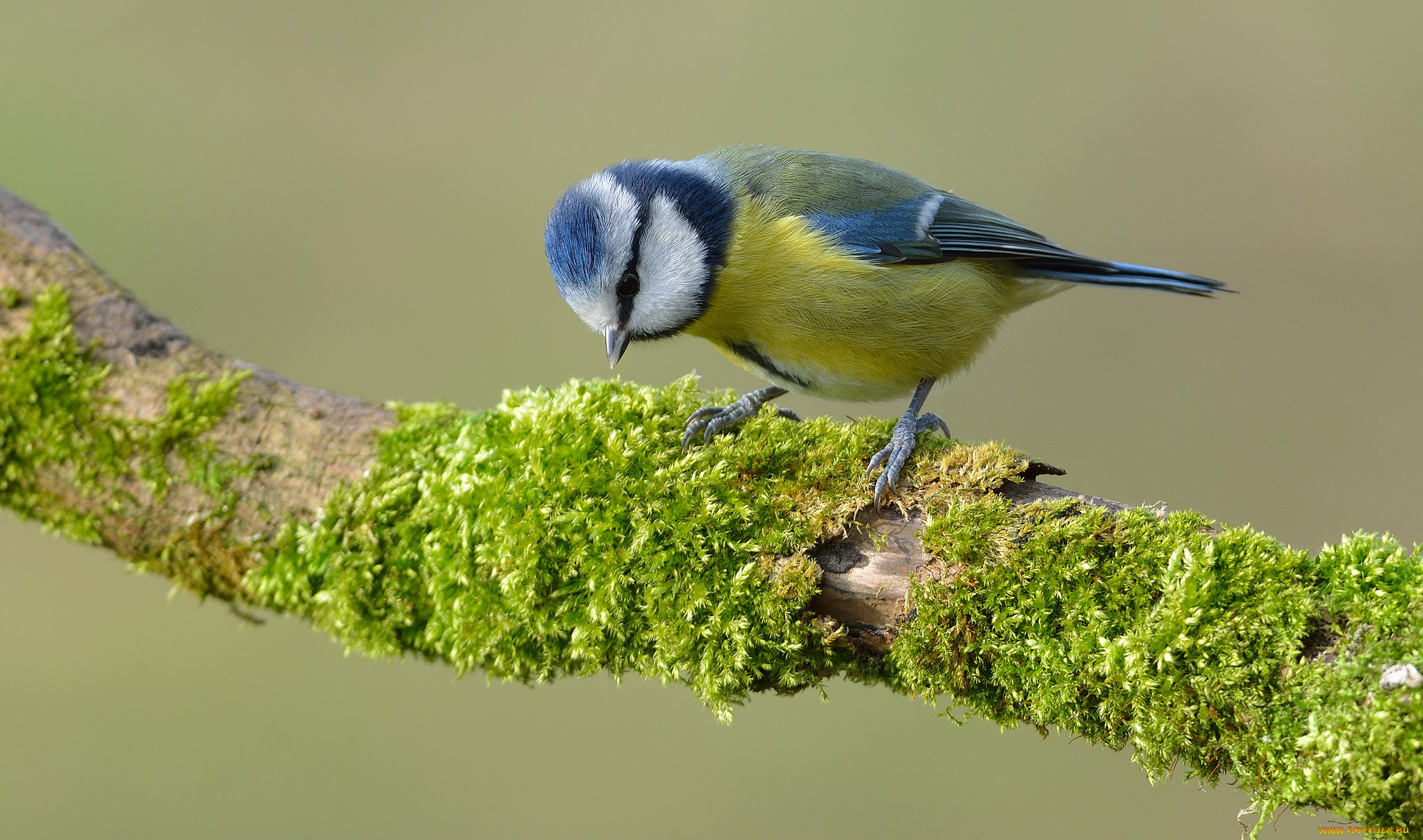 животные, синицы, , лазоревки, птичка