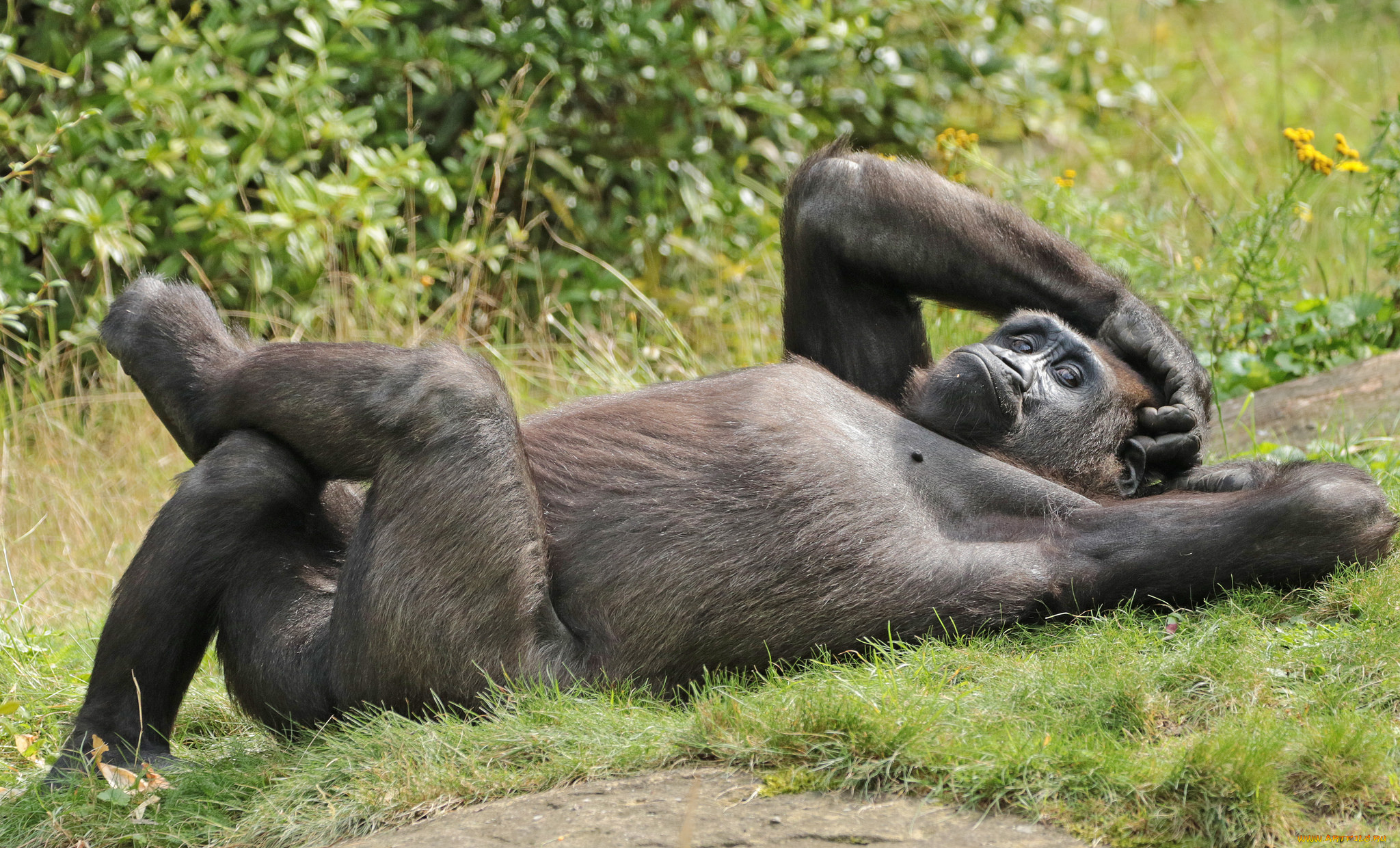 животные, обезьяны, обезьяна, животное, природа, зоо