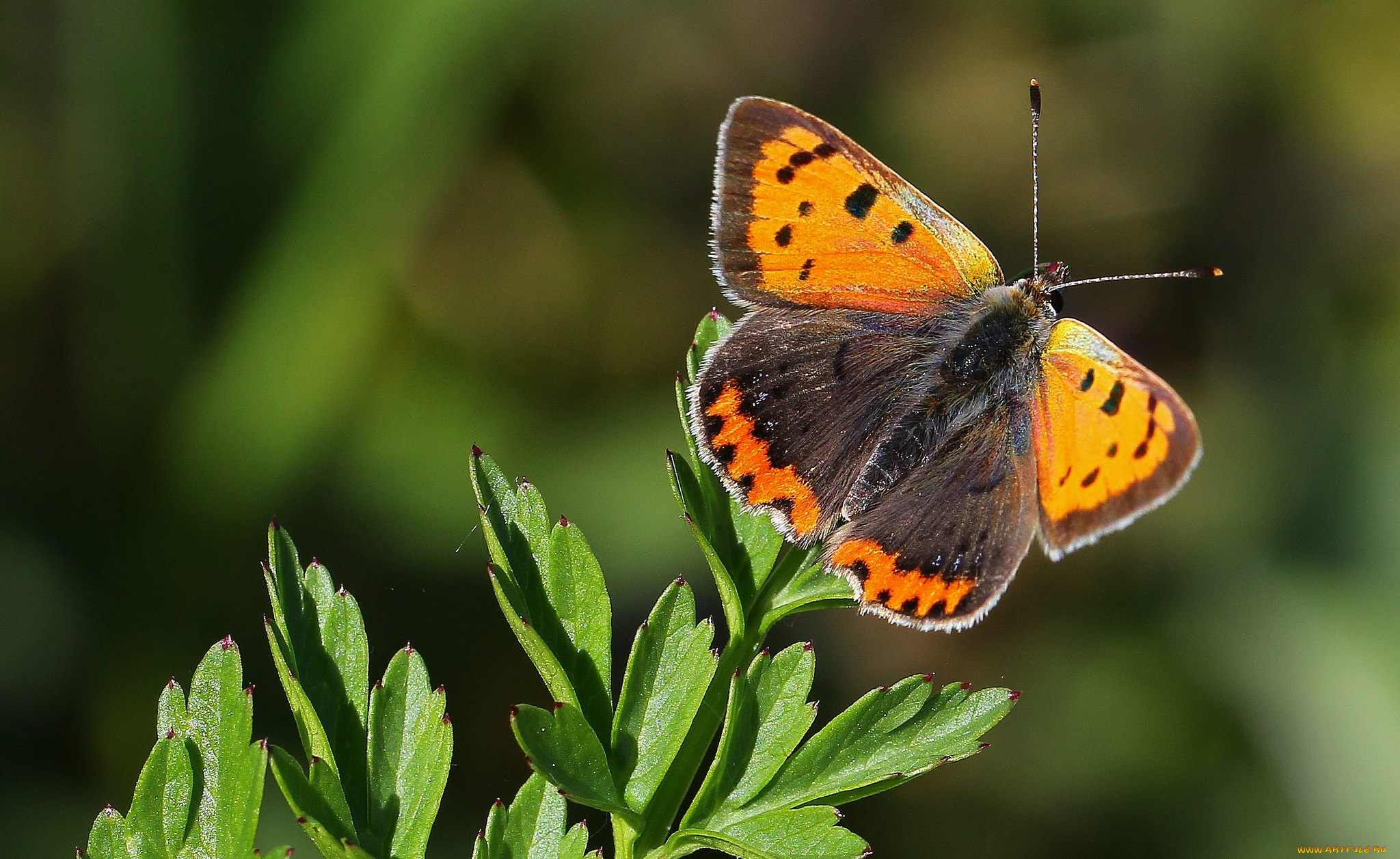 животные, бабочки, , мотыльки, , моли, бабочка