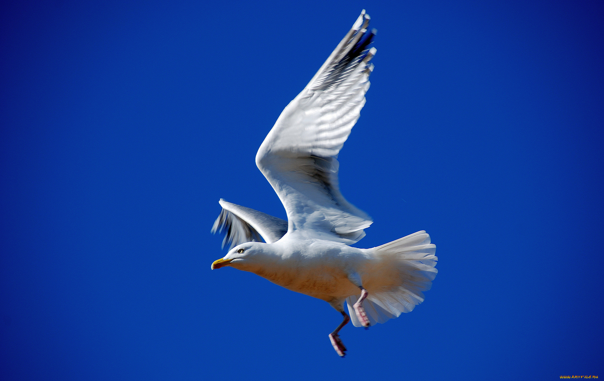 животные, Чайки, , бакланы, , крачки, птичка