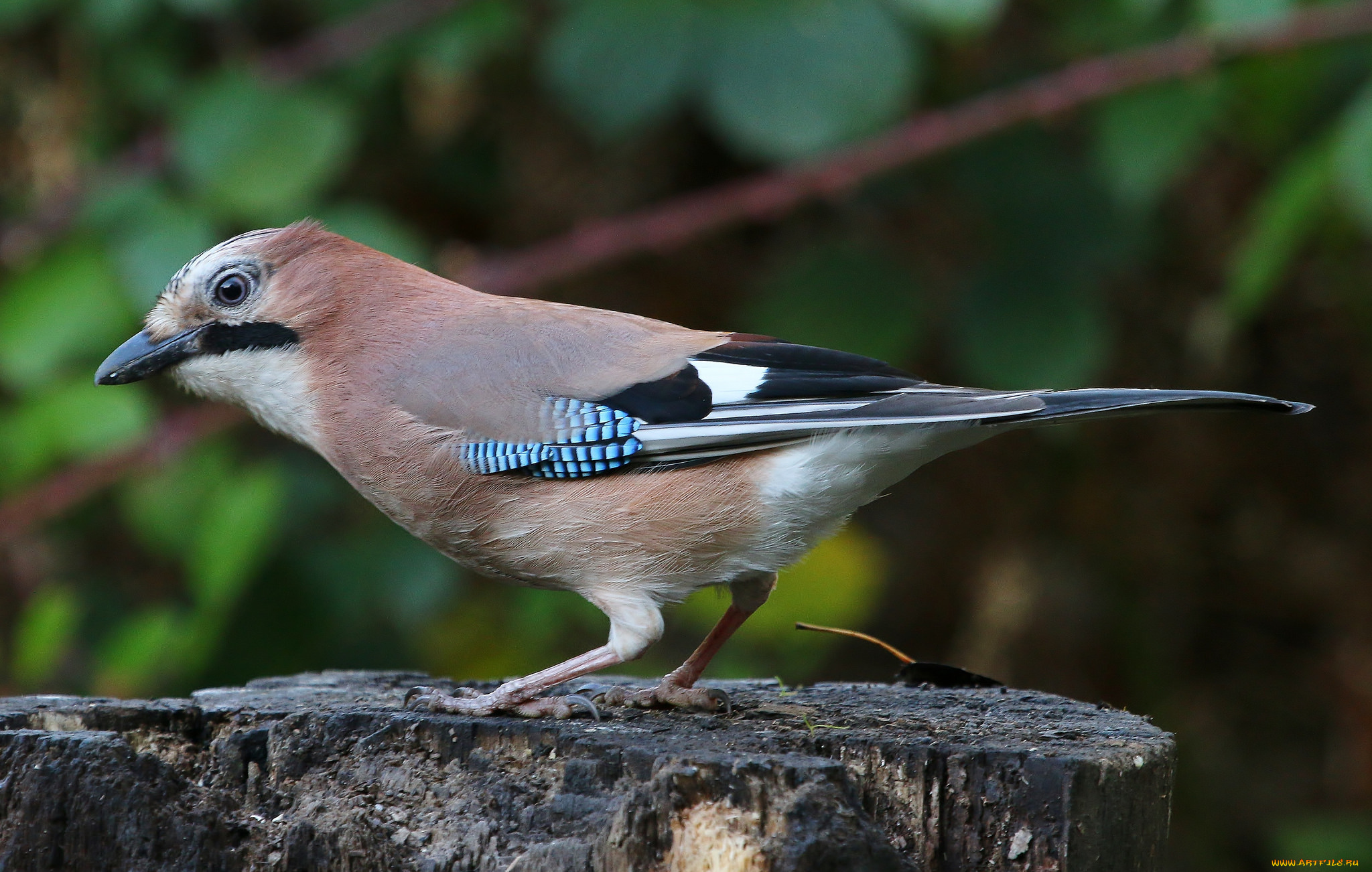 животные, птицы, птичка