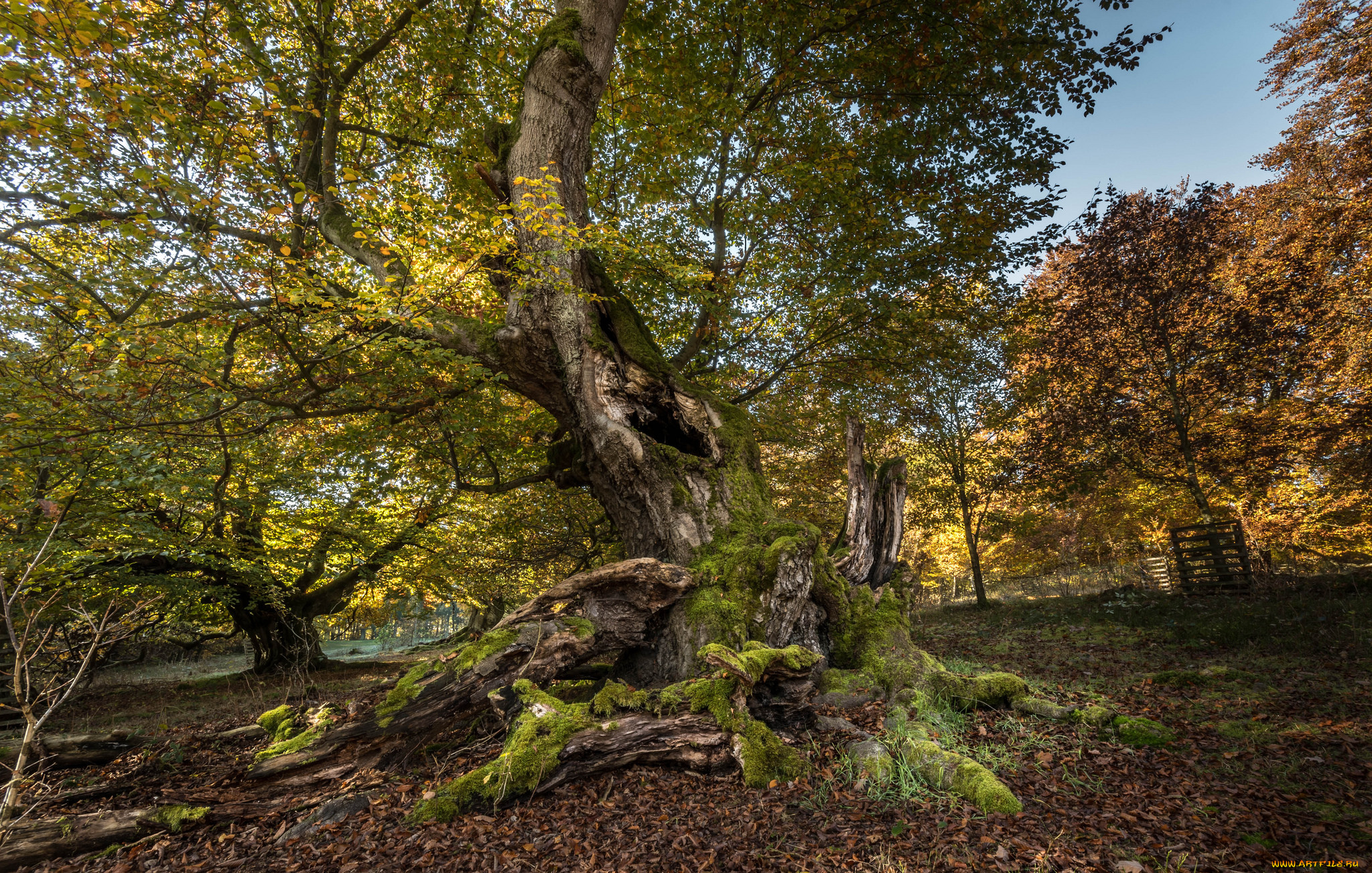 природа, деревья, простор