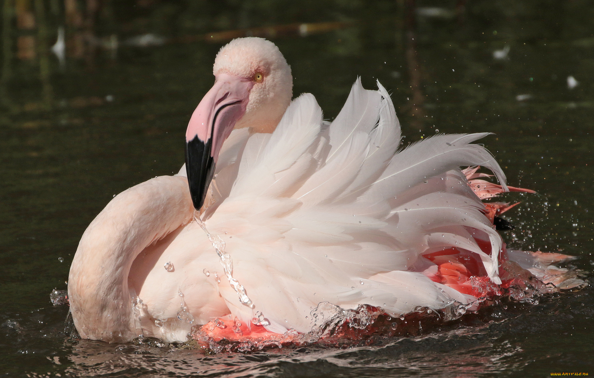 животные, фламинго, перья, окрас, птица
