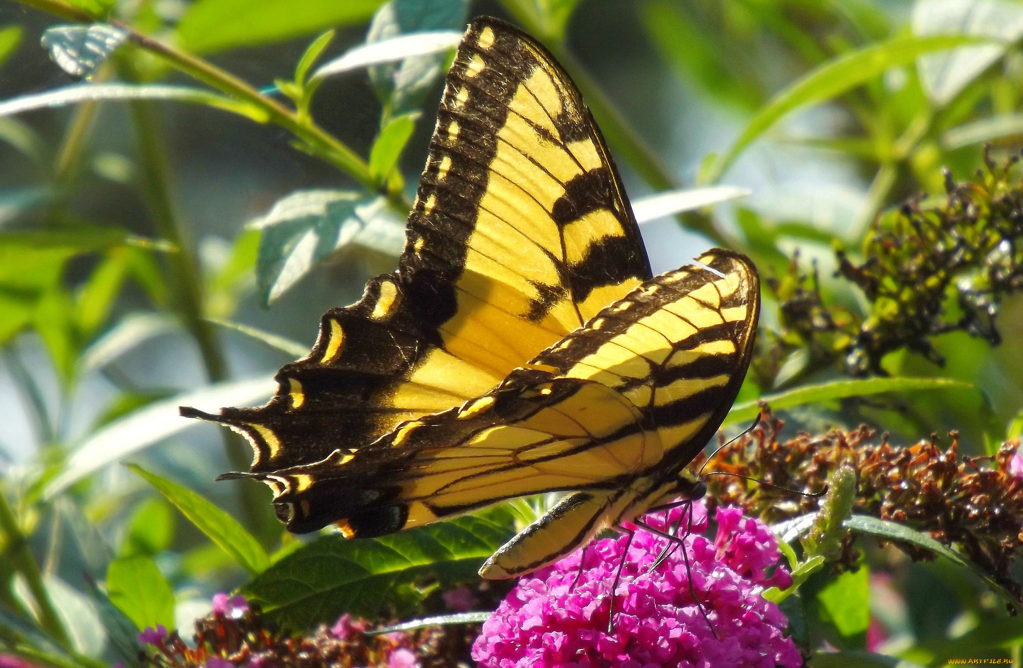 животные, бабочки, , мотыльки, , моли, бабочка