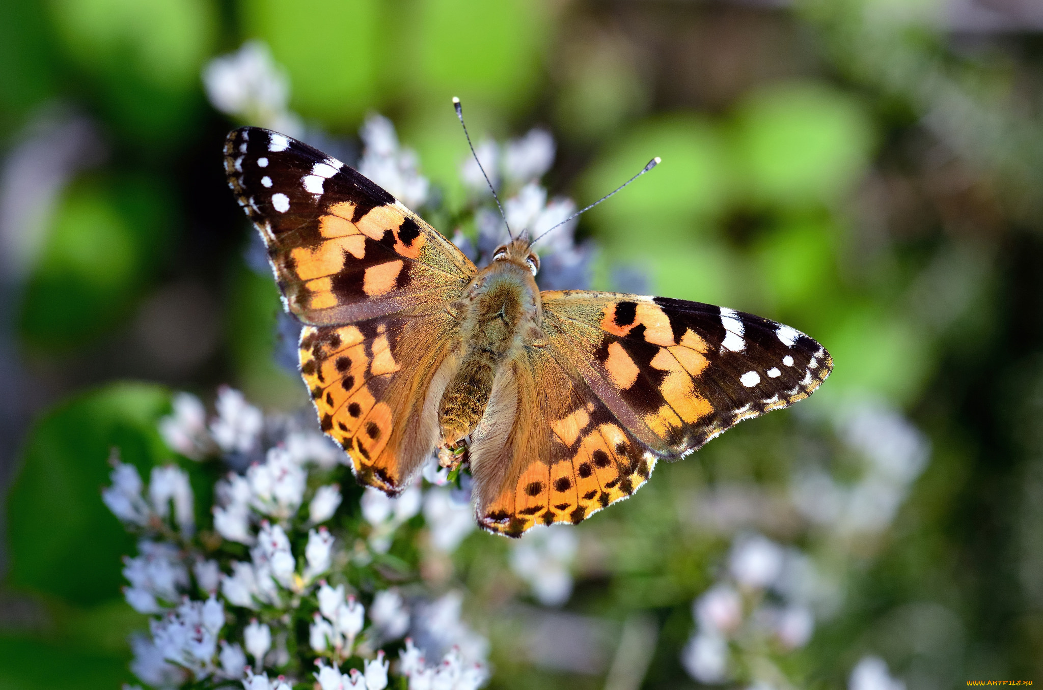 животные, бабочки, , мотыльки, , моли, бабочка