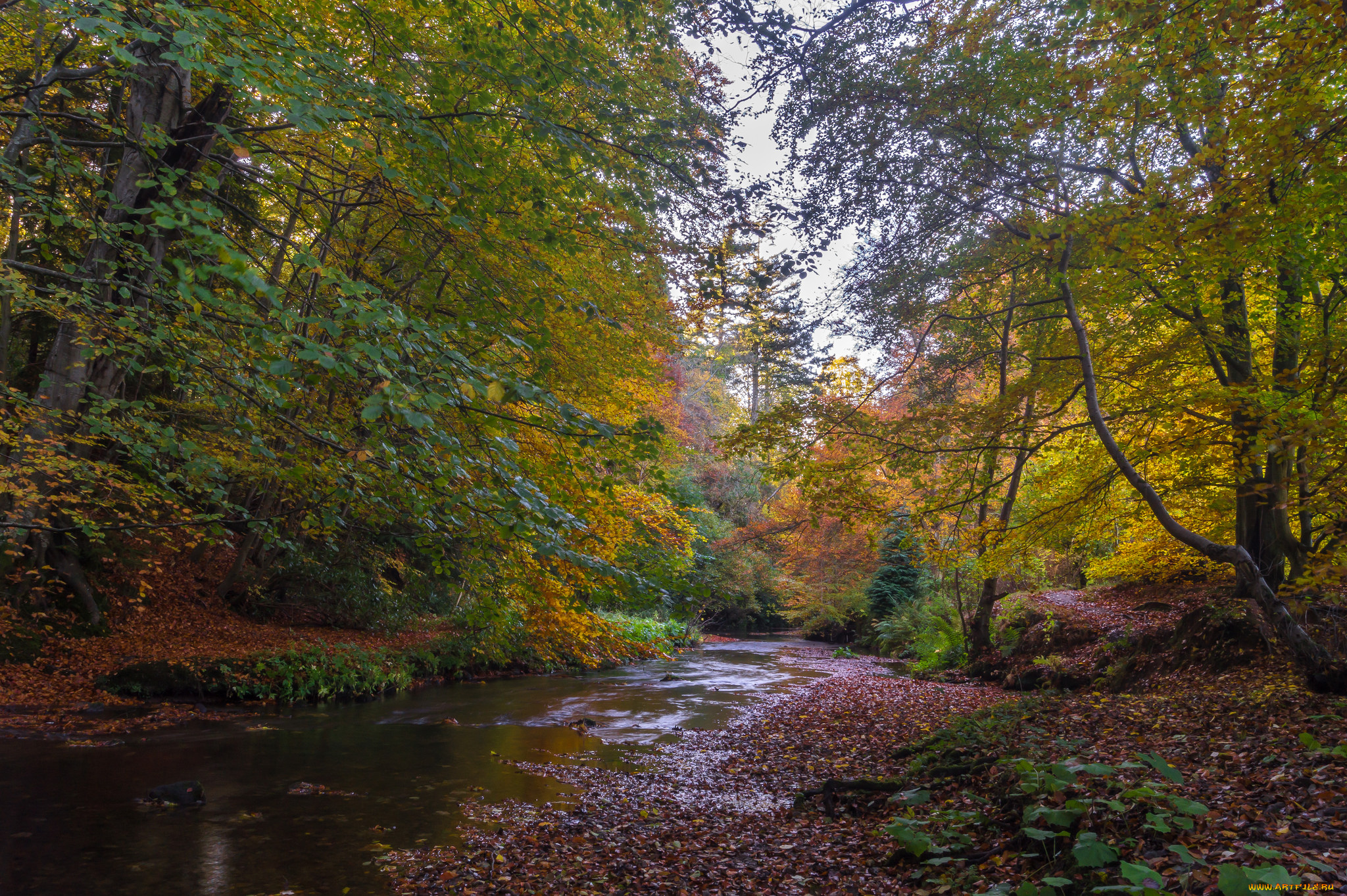 природа, лес, простор