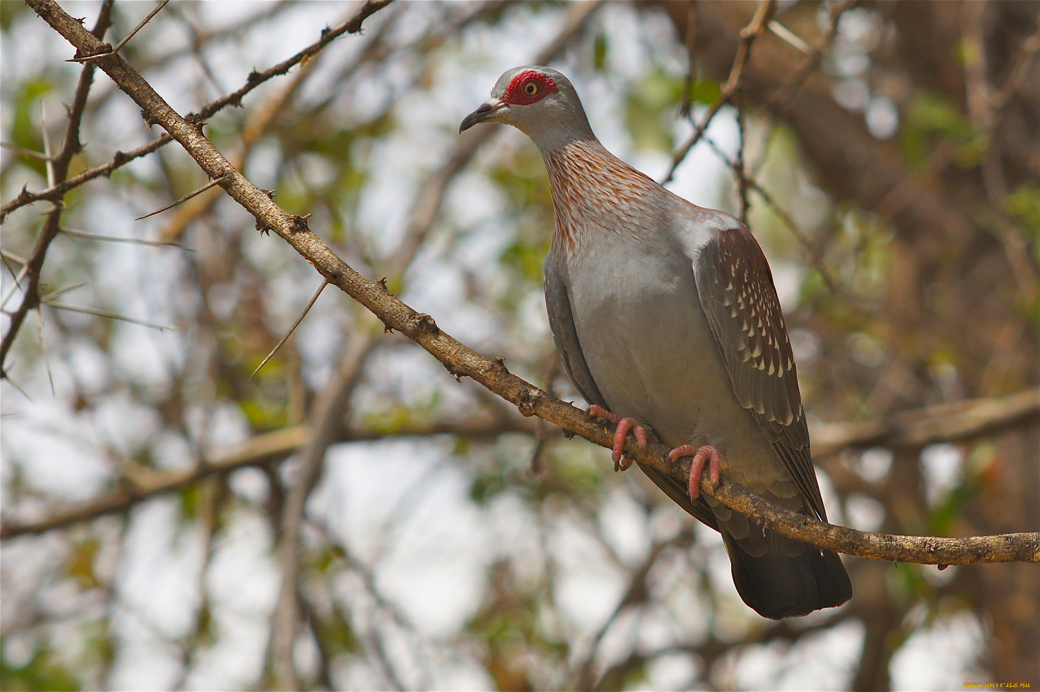 животные, голуби, птичка