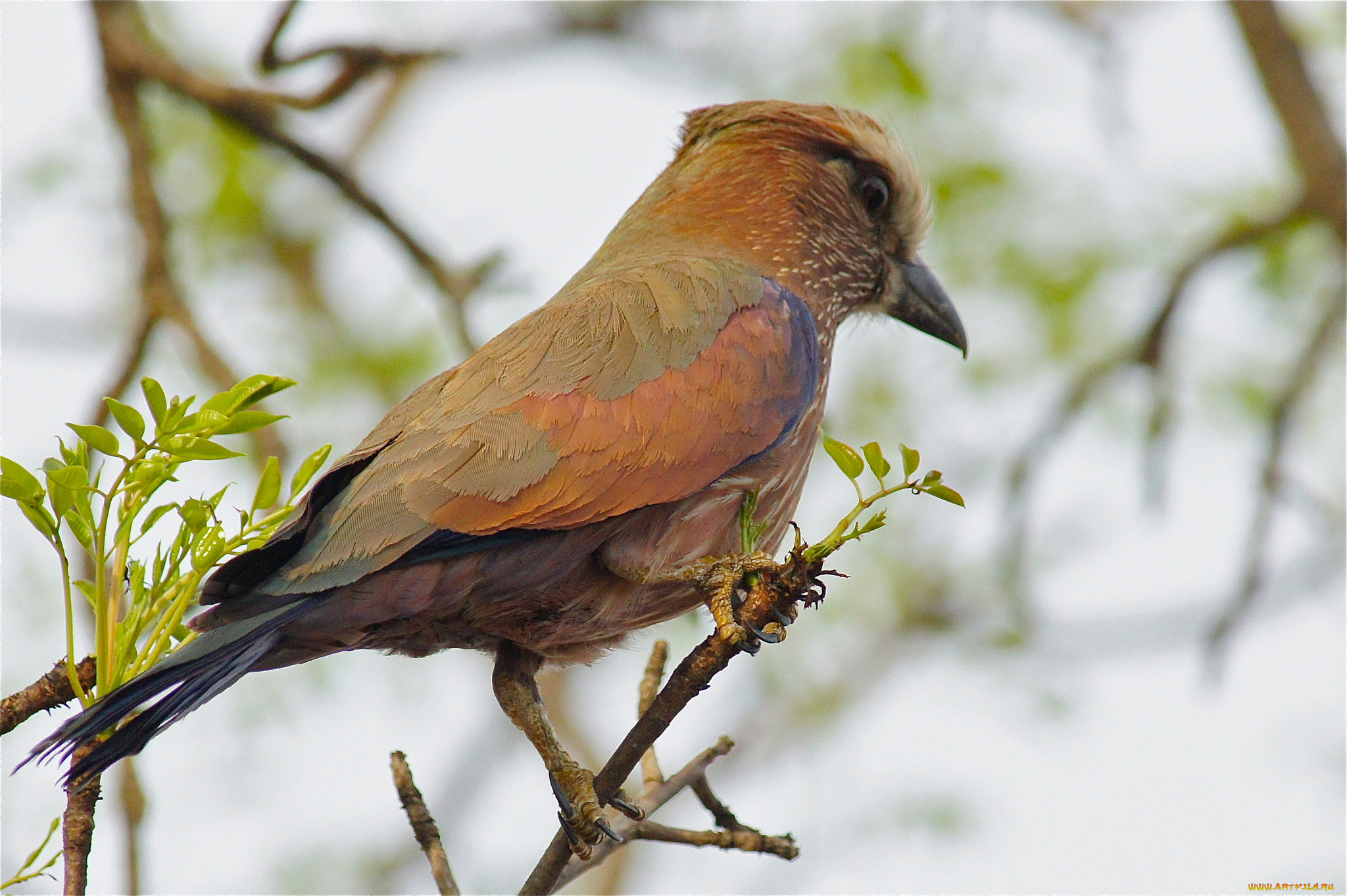 животные, птицы, птичка