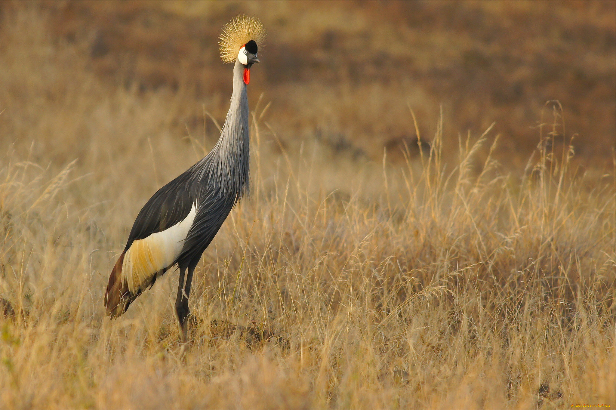 животные, журавли, птичка