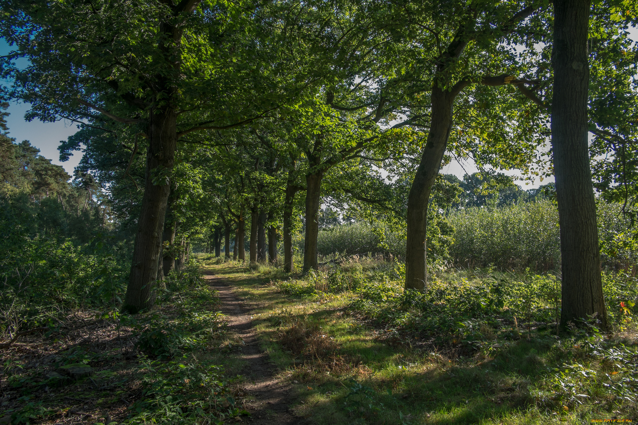 природа, дороги, простор