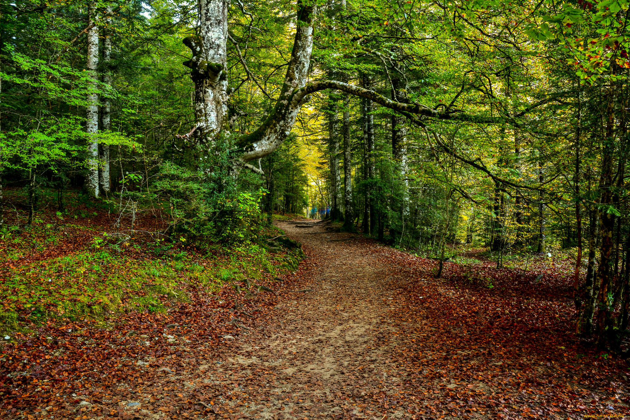 природа, дороги, простор