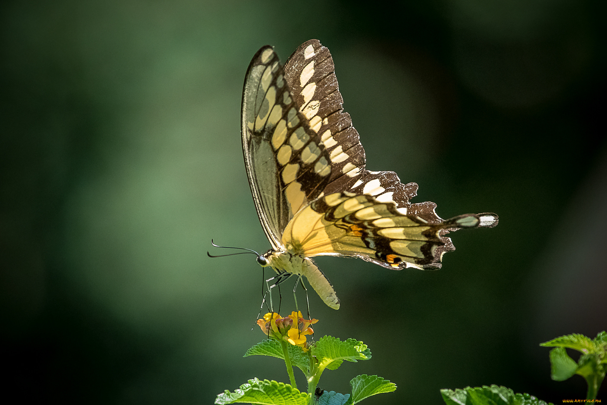 животные, бабочки, , мотыльки, , моли, бабочка