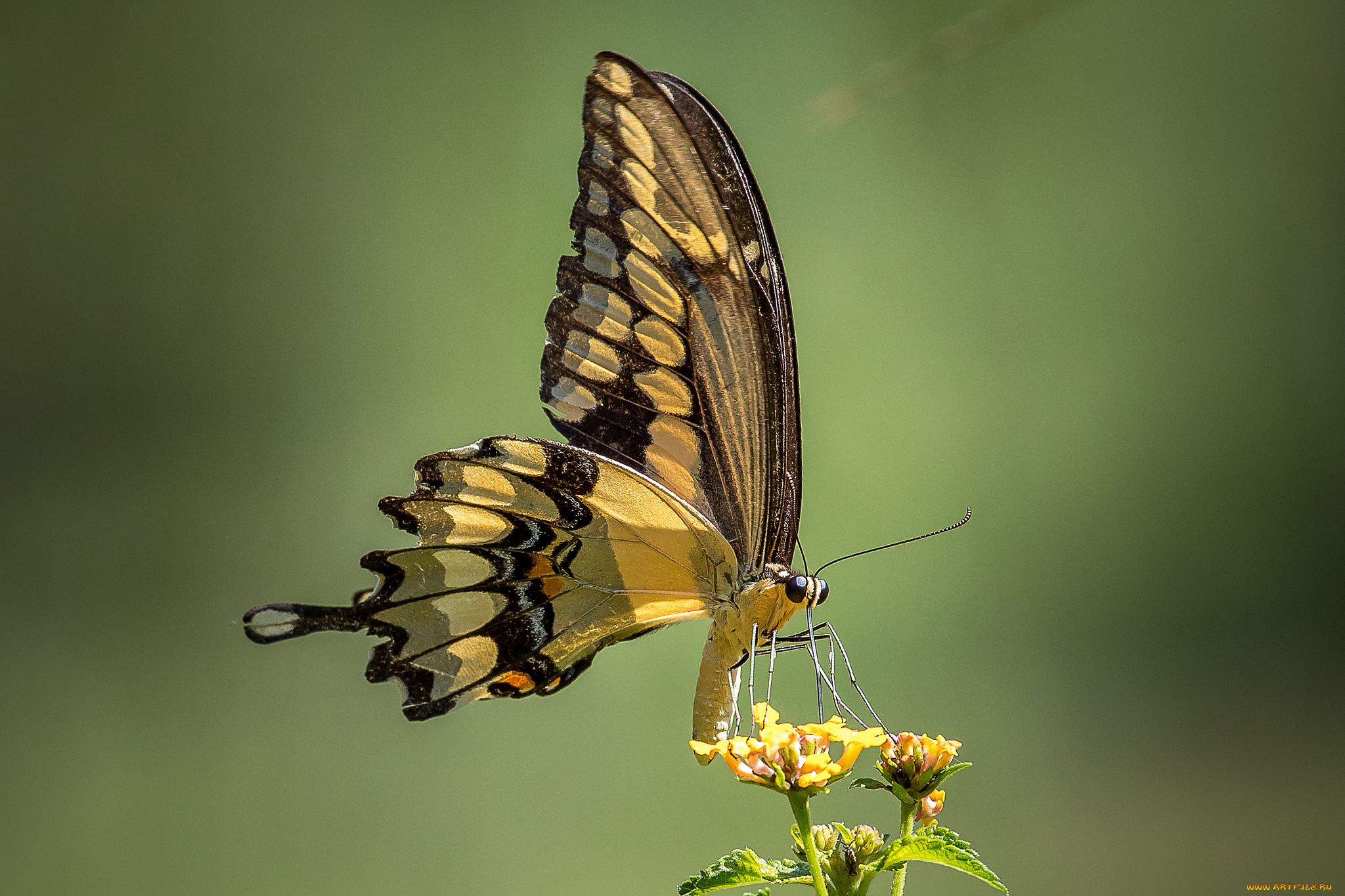 животные, бабочки, , мотыльки, , моли, бабочка