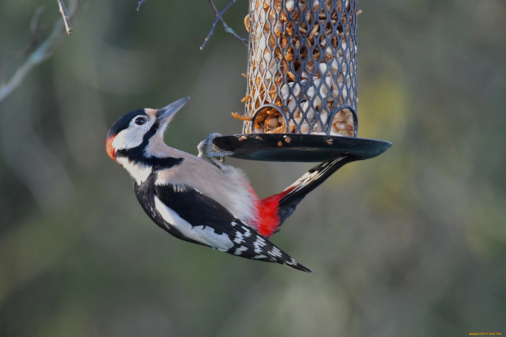 животные, дятлы, птичка