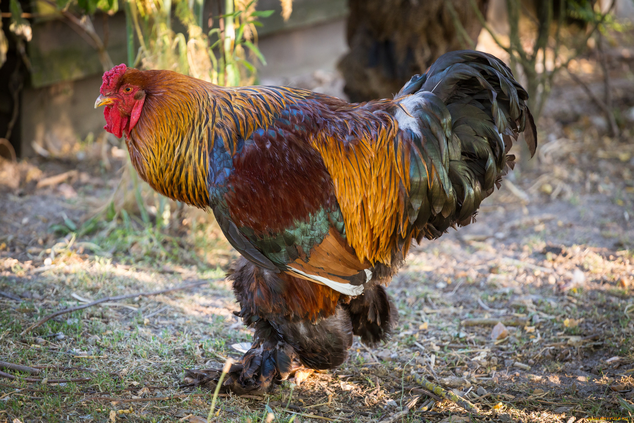 животные, куры, , петухи, птичка