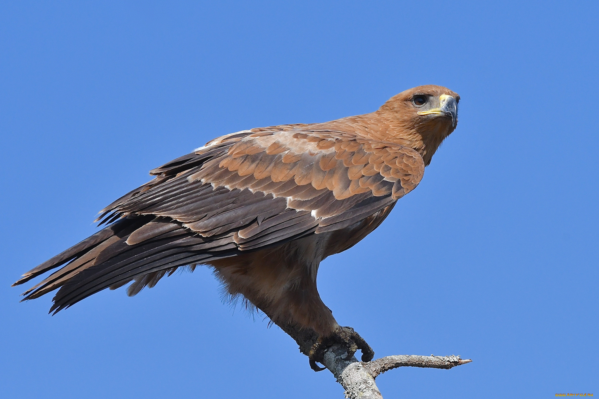 животные, птицы, -, хищники, птичка