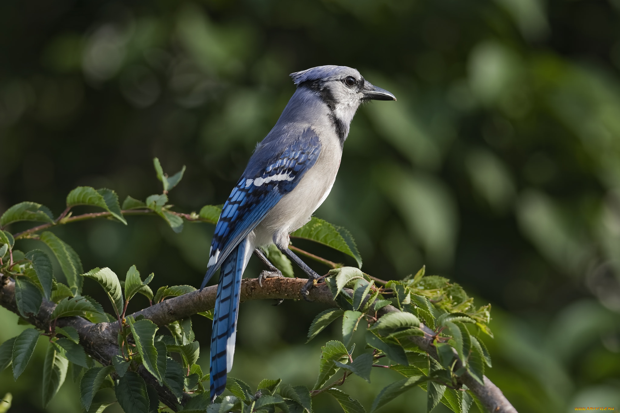 животные, птицы, птичка