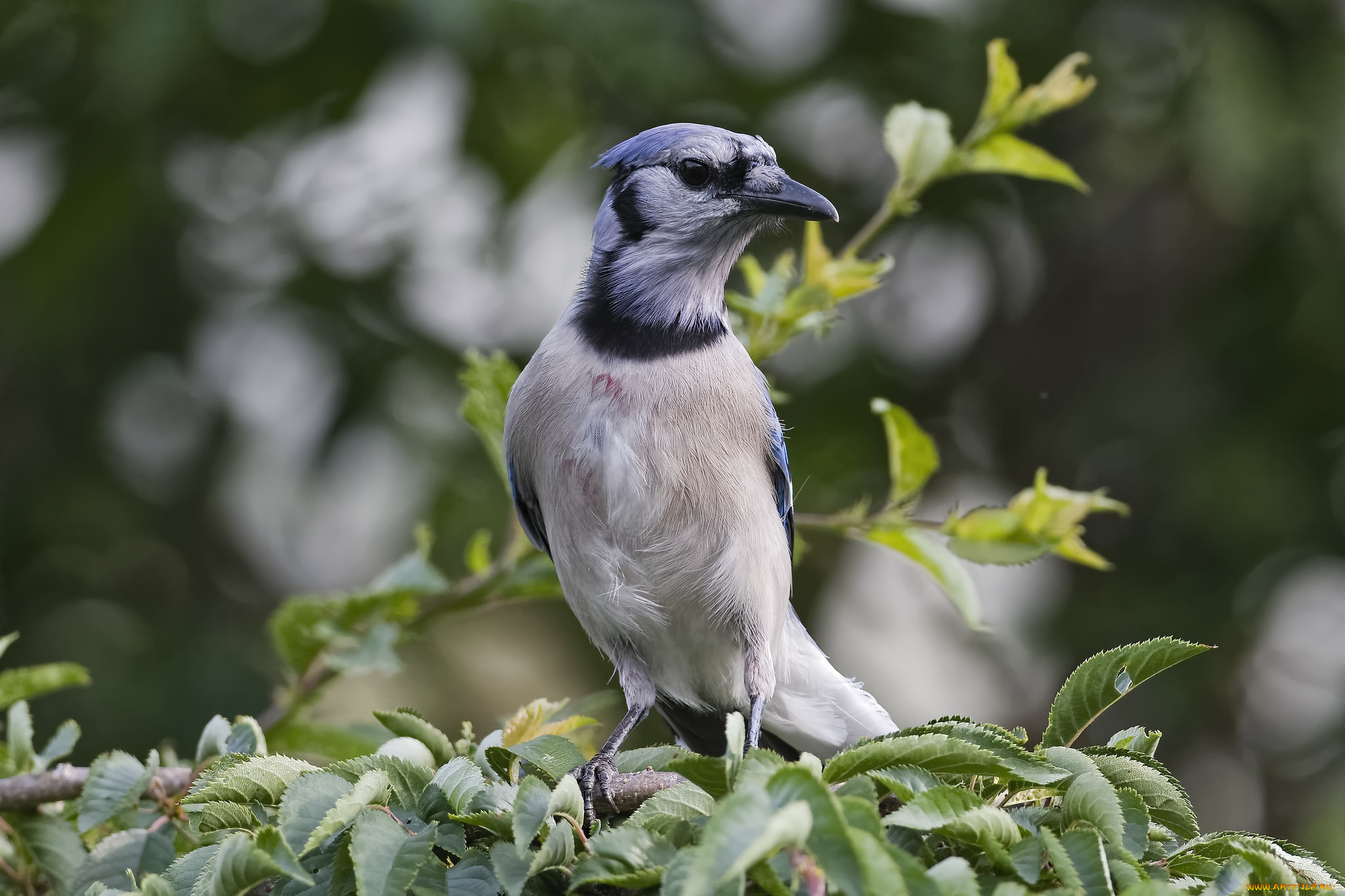 животные, птицы, птичка